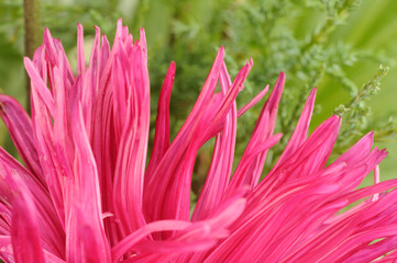 Wall Mural - Pink Aster Flower Close-Up on Green Background