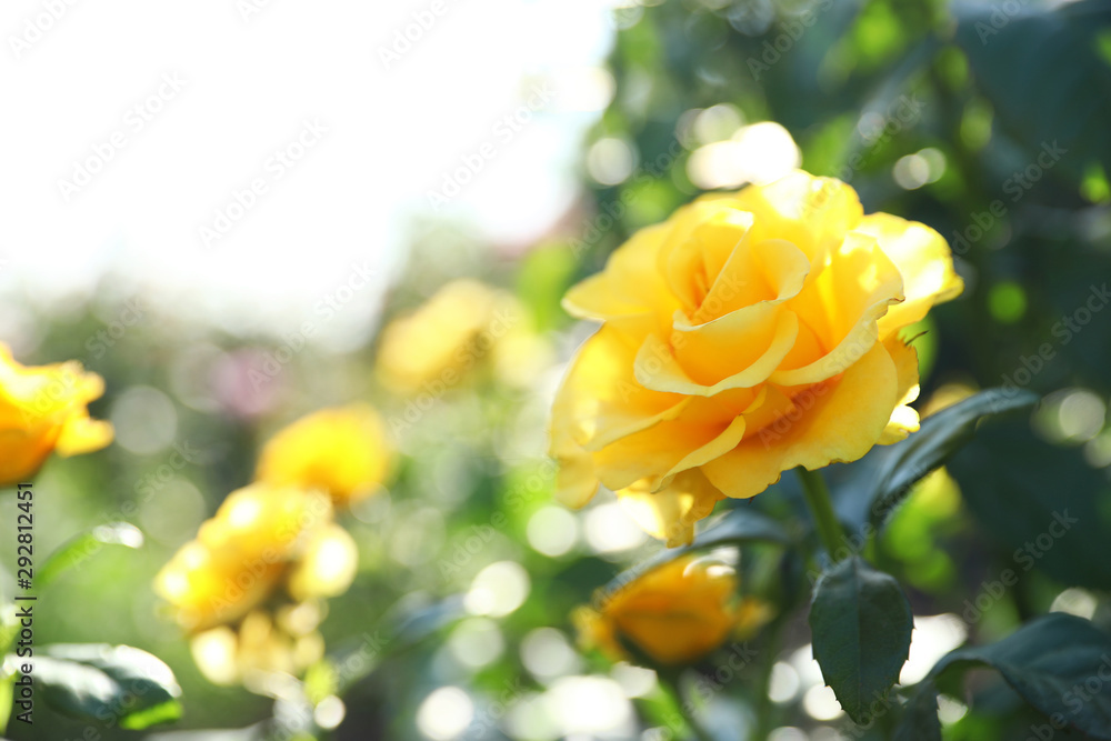 Beautiful rose in blooming garden on sunny day - obrazy, fototapety, plakaty 