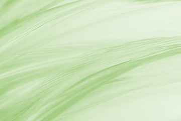 Beautiful feather color light green pattern texture background
