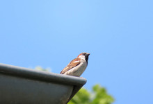 Sparrow Sitting On A Gutter With Blue Sky