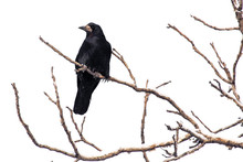 Black Raven On Tree Branches Isolated On A White Background