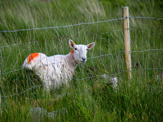 beautiful summer landscape with sheep, mountain pastures