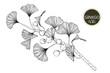 © b.illustrations - Collection ginkgo biloba branches with line-art on white backgrounds. Vector hand drawn illustration.