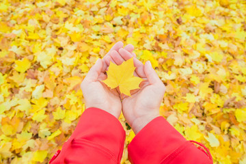 Wall Mural - Welcome autumn. Fresh, yellow, small maple leaf in woman's hands. All ground covered with fallen leaves. Point of view shot.