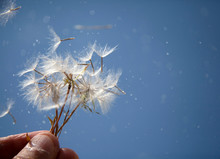 Flying Dandelion Seeds,  Macro Abstract