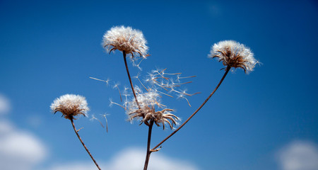 Flying dandelion seeds,  macro abstract