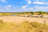Fototapeta Sawanna - Family of elephants and lions at waterhole in Tarangire national park, Tanzania - Safari in Africa
