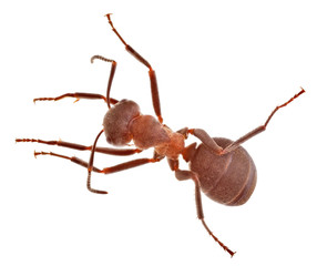 forest isolated brown large ant top view