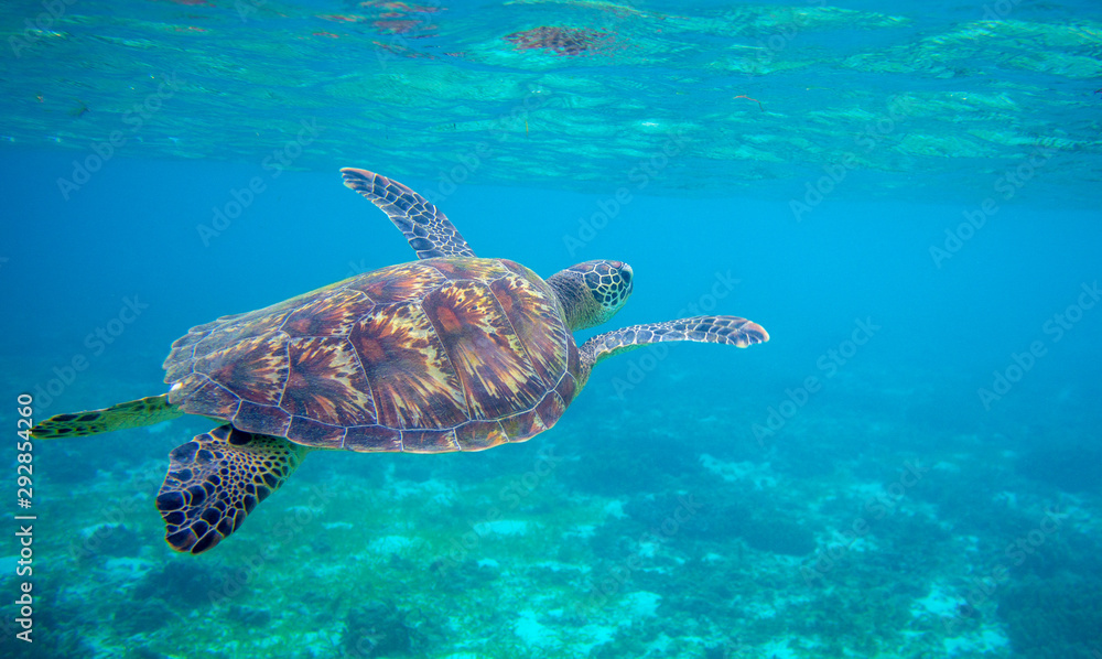 Sea turtle swimming under sea surface. Green turtle underwater photo. Tropical seashore wildlife. Wild marine tortoise - obrazy, fototapety, plakaty 