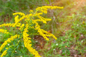 Wall Mural - Bee collects nectar from a goldenrod wildflower in the sun.. Solidago canadensis are late bloomers, flowering in late Summer into the Fall.