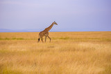 Fototapeta Fototapety ze zwierzętami  - Lonely giraffe in the savannah Serengeti National Park at sunset.  Wild nature of Tanzania - Africa. Safari Travel Destination.