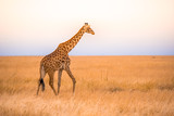 Fototapeta Zwierzęta - Lonely giraffe in the savannah Serengeti National Park at sunset.  Wild nature of Tanzania - Africa. Safari Travel Destination.