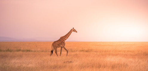 Wall Mural - Lonely giraffe in the savannah Serengeti National Park at sunset.  Wild nature of Tanzania - Africa. Safari Travel Destination.