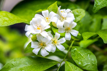 White Flowers Of Orange Jessamine, Murraya Paniculata Flower With Raindrop Over Green Natural Background