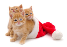Kittens In Christmas Hat.