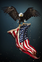 American Bald Eagle Flying - Symbol Of America -with Flag. United States Of America Patriotic Symbols.