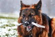 Altdeutscher Schäferhund im Schnee