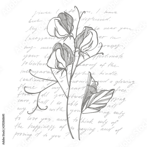 Sweet pea flowers drawing and sketch with line-art on white backgrounds. Bota...