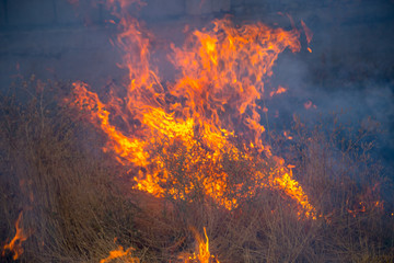 Wall Mural - Dry grass burns in a field with smoke and fire.