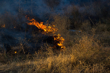 Wall Mural - Dry grass burns in a field with smoke and fire.