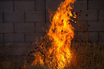 Wall Mural - Dry grass burns in a field with smoke and fire.