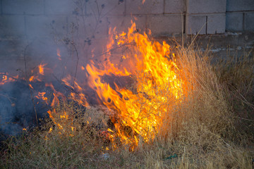 Wall Mural - Dry grass burns in a field with smoke and fire.