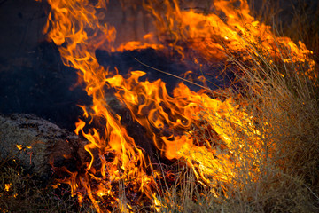 Wall Mural - Dry grass burns in a field with smoke and fire.