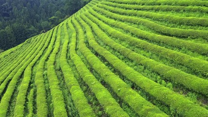 Wall Mural - Boseong, South Korea 18 July 2019 Daehandawon. After rain 4K Aerial Drone Footage View of Daehandawon where is famous green tea plantation and bamboo forest..