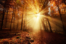 Dramatic Forest Scenery In Gold Light