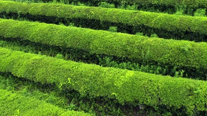 Wall Mural - Boseong, South Korea 18 July 2019 Daehandawon. After rain 4K Aerial Drone Footage View of Daehandawon where is famous green tea plantation and bamboo forest..