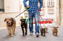 Smiling Professional Dog Walker With Dogs On Leash On A Walk In The City