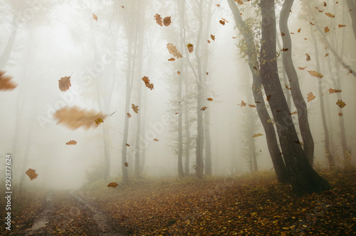 Fototapeta falling leaves blowing in the wind in autumn forest landscape
