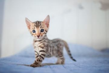 Wall Mural - Bengal kitten is standing on a bed