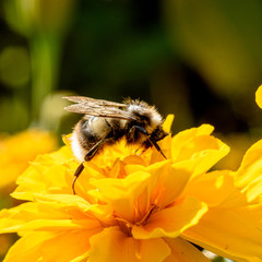 Bee collecting pollen on yellow flower, closeup