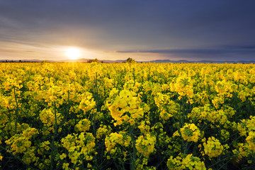 Poster - Field of rapeseed flowers with the setting sun landscape