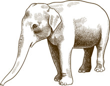 Vector antique engraving drawing illustration of Indian elephant or Elephas maximus indicus isolated on white background