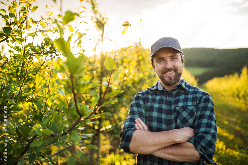 A front view of mature farmer standing in orchard at sunset. Copy space. - obrazy, fototapety, plakaty 