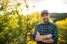 A Front View Of Mature Farmer Standing In Orchard At Sunset. Copy Space.