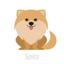 Cute Funny Spitz Breed. Small Domestic Dog, Beautiful Puppy.