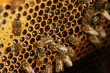 Fototapeta Boho - working bees fill honeycombs with honey