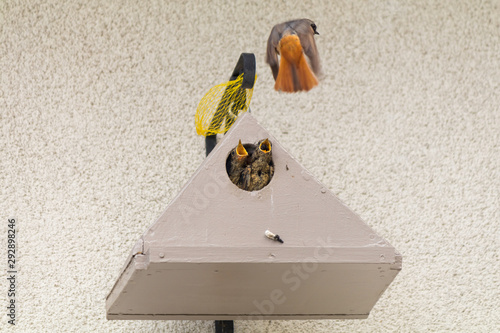 Oiseaux Rouge Queue A Front Blanc Donnent La Becté A Ces