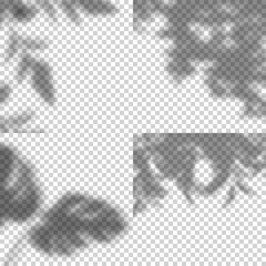 Fototapete - Vector Set of Transparent Shadows of Leaves, Plants and Trees. Creative Overlay Effect for Mockups