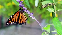 Monarch Trinity: Chrysalis, Caterpillar And Butterfly, Danaus Plexippus, On Blue Salvia Spreads Wings To Dry
