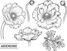Set Of The Vintage Hand Drawn Sketch Style Anemone Flower, Leaf And Bud Isolated On White Background