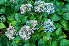 Bunch Of Multicolor Hydrangea Flowers With Leaves In The Garden Background. Purple Hydrangea Floral Plant In The Park With Green Leaf. ( Hydrangea Macrophylla )