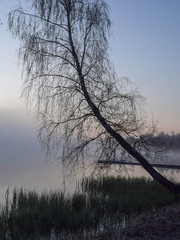 Wall Mural - mist picture with tree silhouettes in the morning, beautiful mist on the lake, frost on the ground