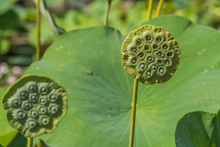 Seed Capsules Of Lotus Plants With Green Background
