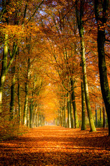 autumn avenue, leaves on the ground, with trees lined up on a sunny day