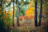 Fototapeta Las - Wonderful autumn landscape with multicolor leaves. Scenic fall foliage on trees. Yellow orange leafage. Beautiful golden autumn in Altai. Colorful fall forest with fallen leafs. Picturesque scenery.