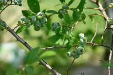 Green Berries Of Blueberries And Green Leaves On A Bush.